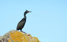 Common Shag.